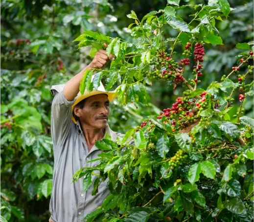 Objetivo Campesino HDH