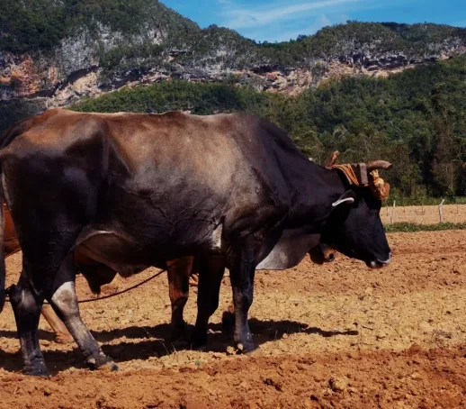 Objetivo Campesino HDH